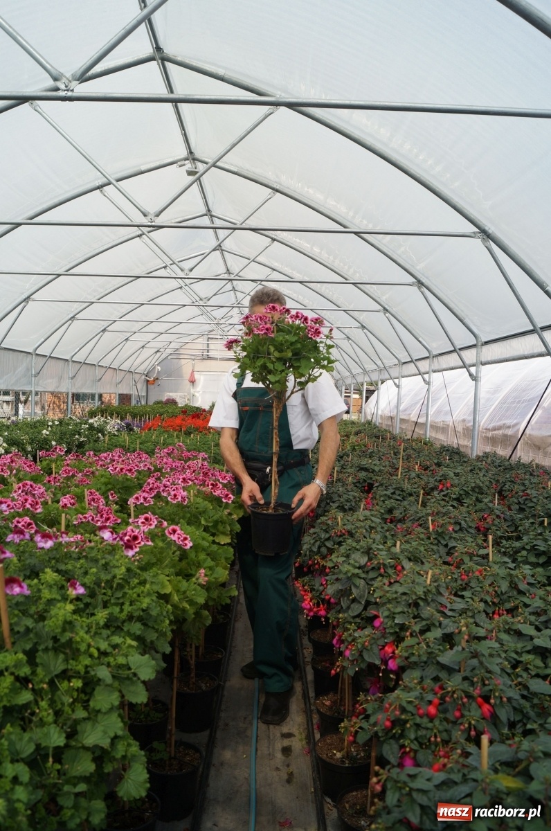 Zdjęcie w galerii na portalu naszraciborz.pl: Od 27 kwietnia PELARGONIUM rozpoczyna sprzedaż kwiatów! [FOTO ze szklarni] wiadomości z regionu