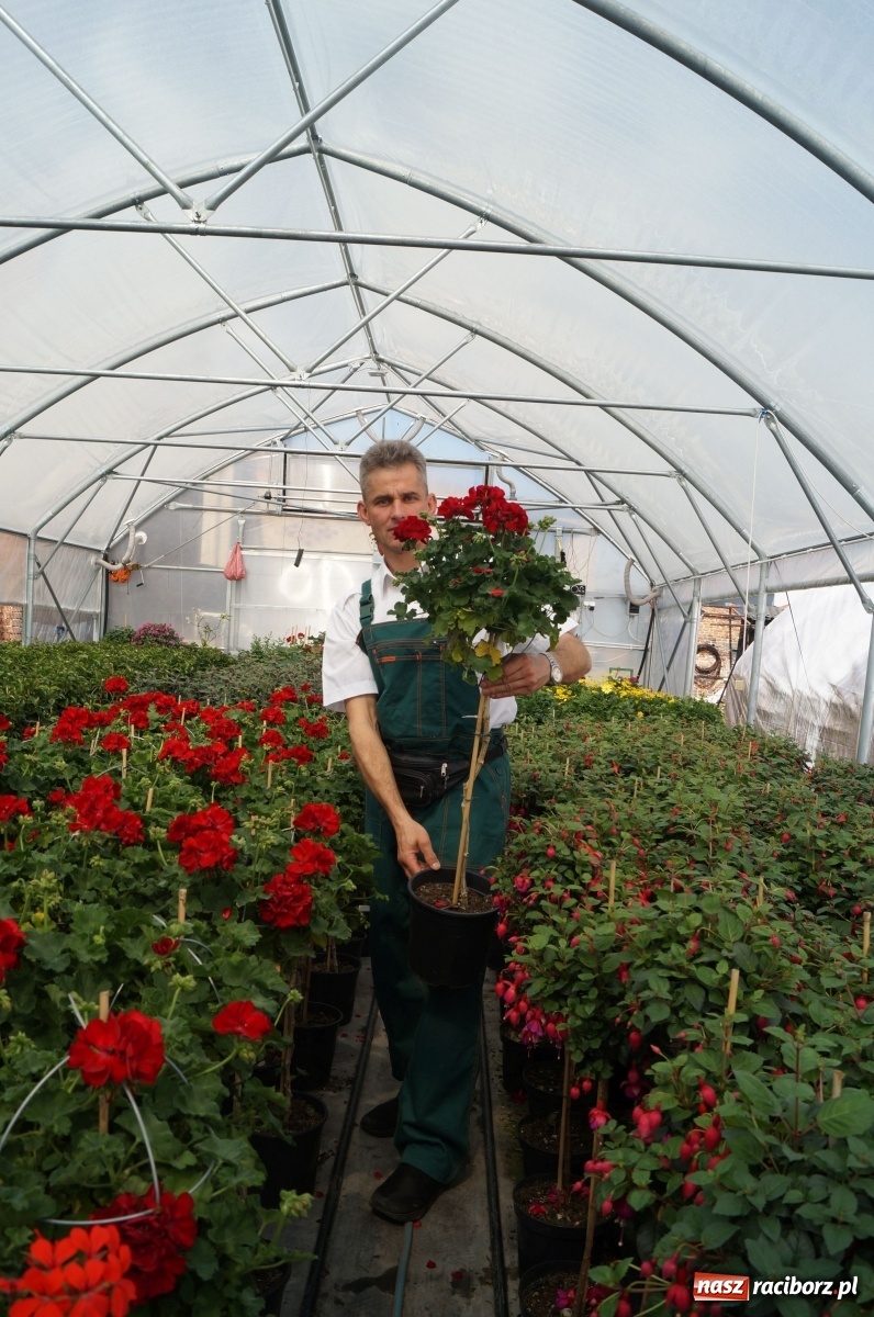 Zdjęcie w galerii na portalu naszraciborz.pl: Od 27 kwietnia PELARGONIUM rozpoczyna sprzedaż kwiatów! [FOTO ze szklarni] wiadomości z regionu