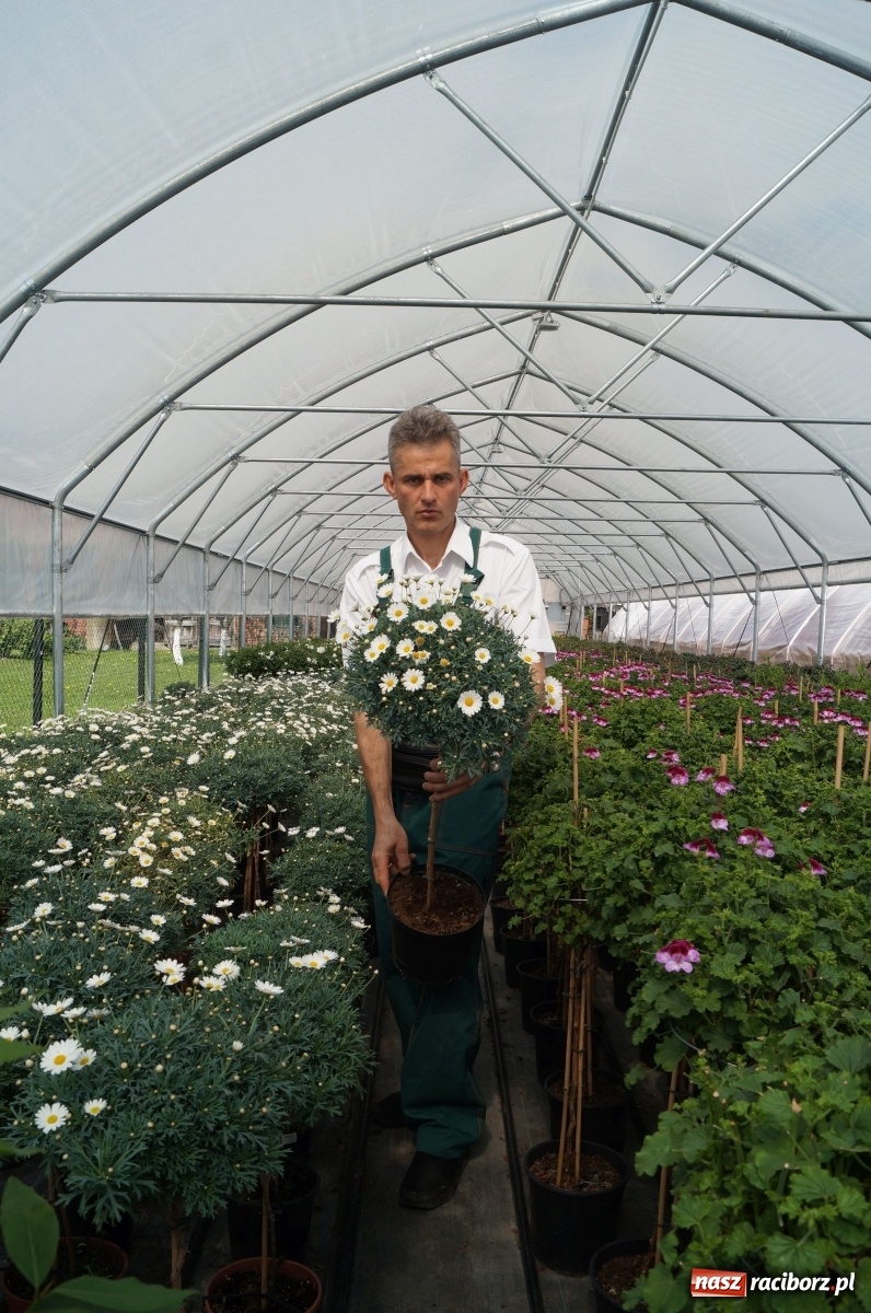 Zdjęcie w galerii na portalu naszraciborz.pl: Od 27 kwietnia PELARGONIUM rozpoczyna sprzedaż kwiatów! [FOTO ze szklarni] wiadomości z regionu