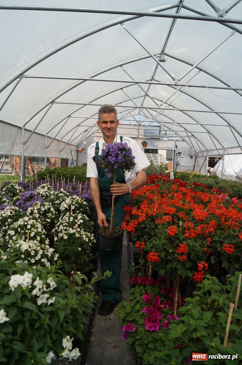 Zdjęcie w galerii na portalu naszraciborz.pl: Od 27 kwietnia PELARGONIUM rozpoczyna sprzedaż kwiatów! [FOTO ze szklarni] wiadomości z regionu