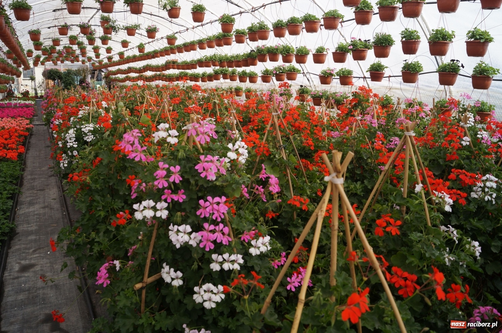 Zdjęcie w galerii na portalu naszraciborz.pl: Od 27 kwietnia PELARGONIUM rozpoczyna sprzedaż kwiatów! [FOTO ze szklarni] wiadomości z regionu