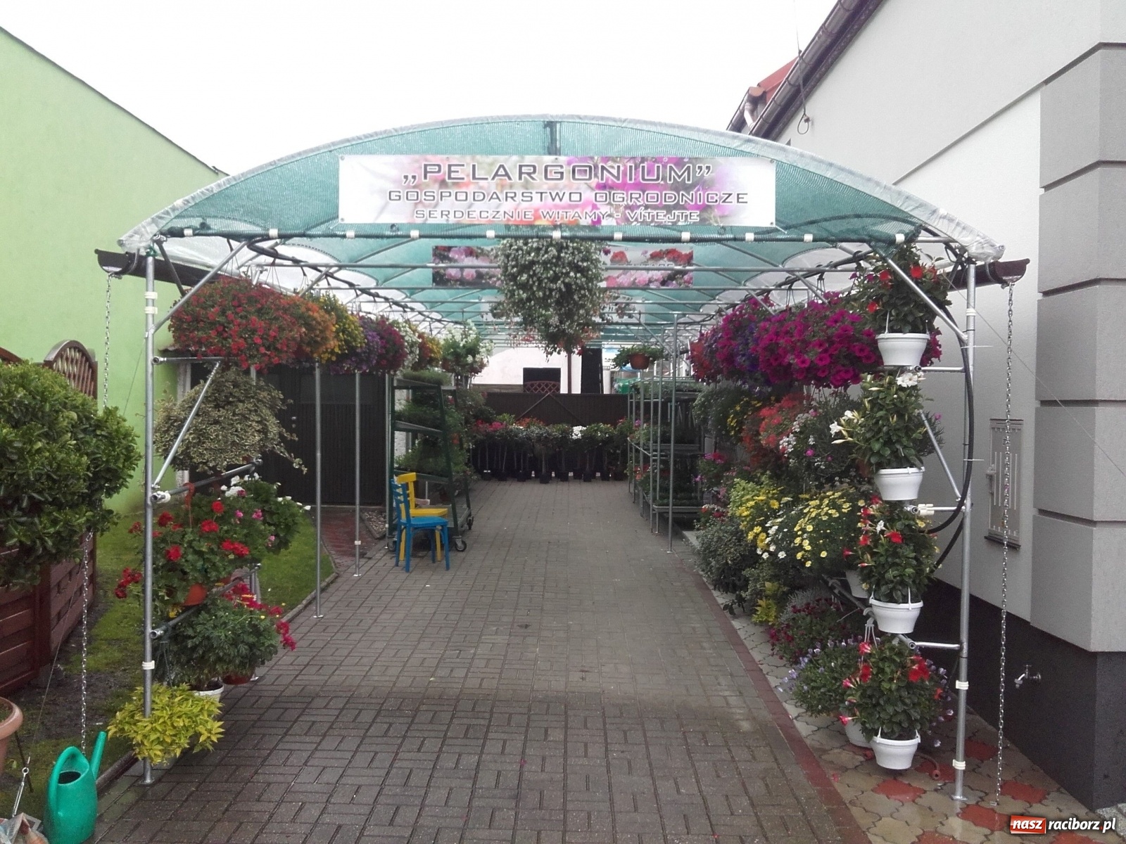 Zdjęcie w galerii na portalu naszraciborz.pl: Od 27 kwietnia PELARGONIUM rozpoczyna sprzedaż kwiatów! [FOTO ze szklarni] wiadomości z regionu