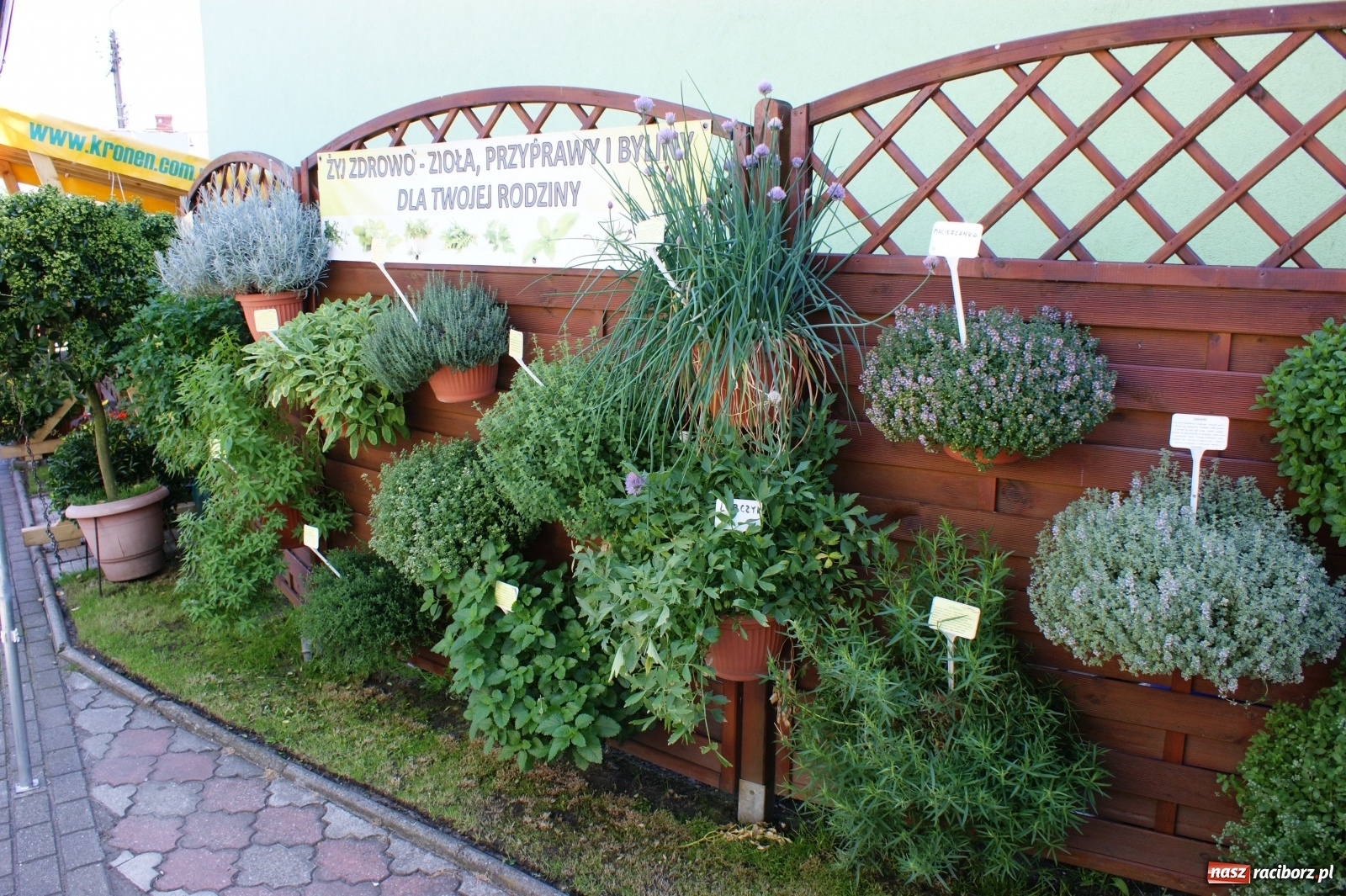Zdjęcie w galerii na portalu naszraciborz.pl: Od 27 kwietnia PELARGONIUM rozpoczyna sprzedaż kwiatów! [FOTO ze szklarni] wiadomości z regionu