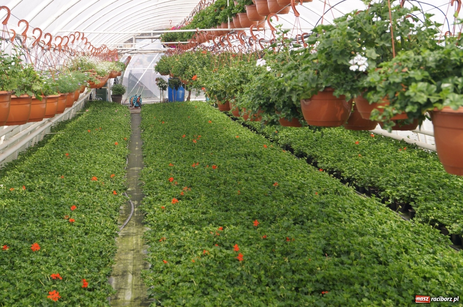 Zdjęcie w galerii na portalu naszraciborz.pl: Od 27 kwietnia PELARGONIUM rozpoczyna sprzedaż kwiatów! [FOTO ze szklarni] wiadomości z regionu