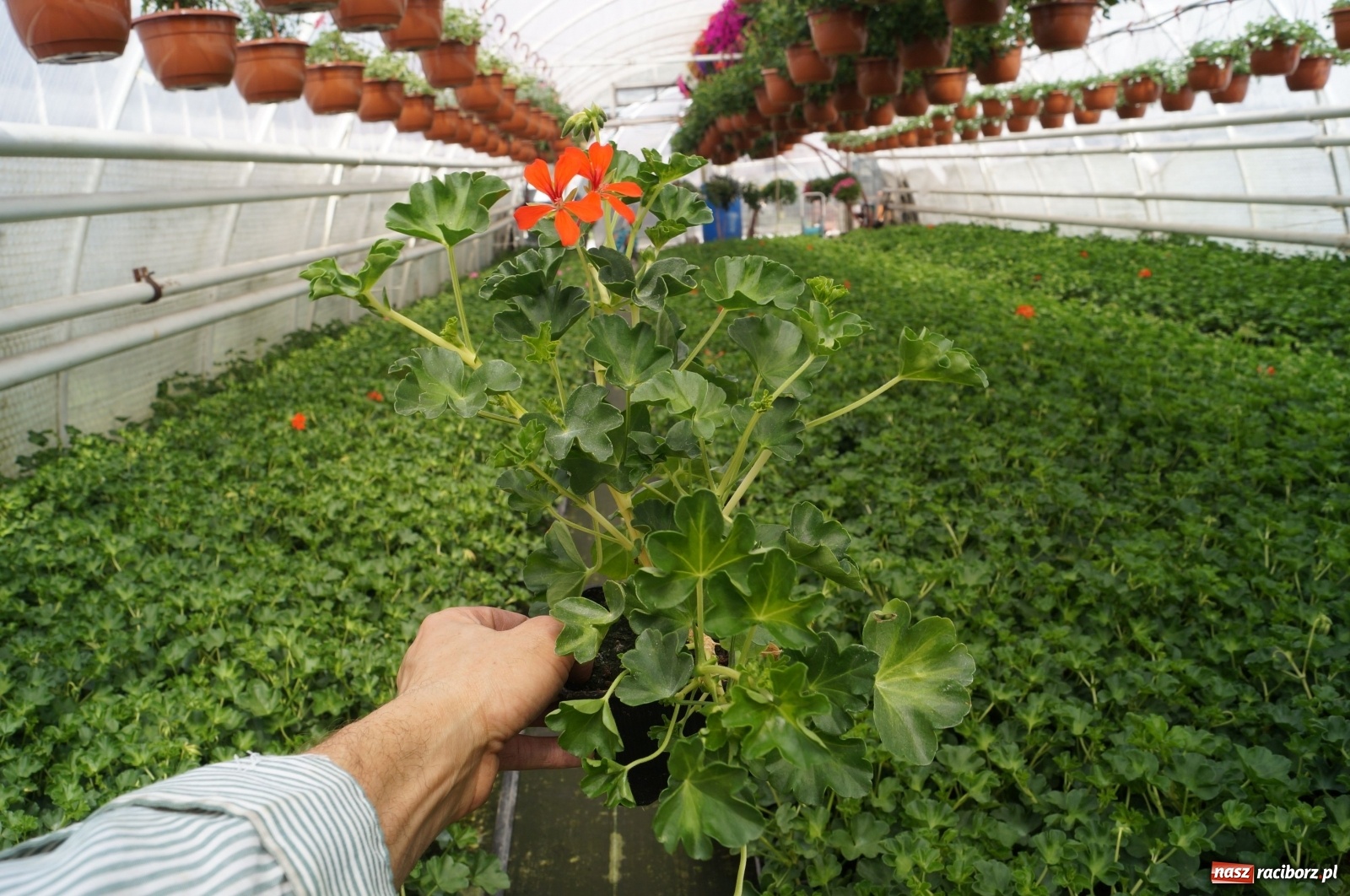 Zdjęcie w galerii na portalu naszraciborz.pl: Od 27 kwietnia PELARGONIUM rozpoczyna sprzedaż kwiatów! [FOTO ze szklarni] wiadomości z regionu