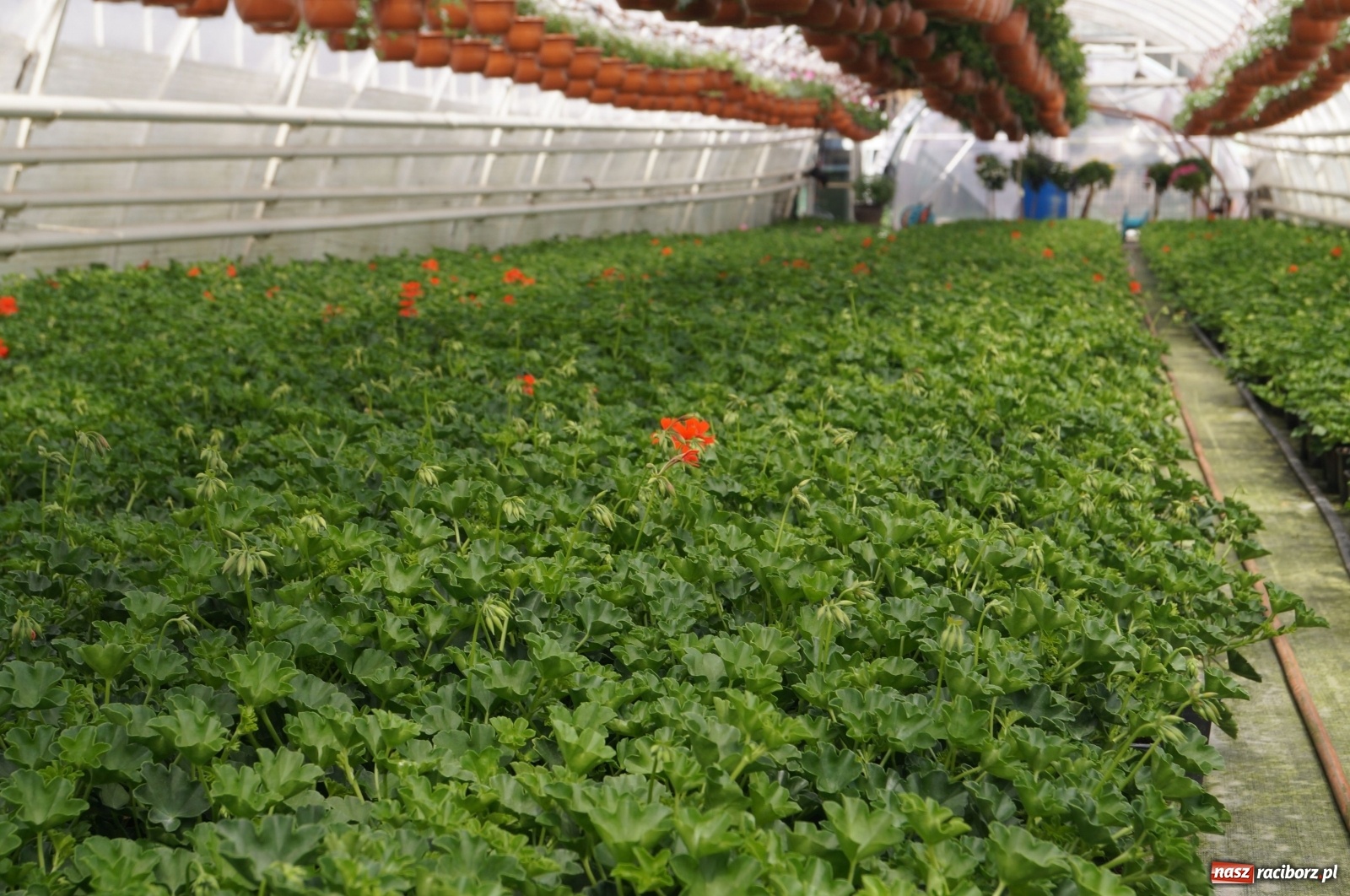 Zdjęcie w galerii na portalu naszraciborz.pl: Od 27 kwietnia PELARGONIUM rozpoczyna sprzedaż kwiatów! [FOTO ze szklarni] wiadomości z regionu