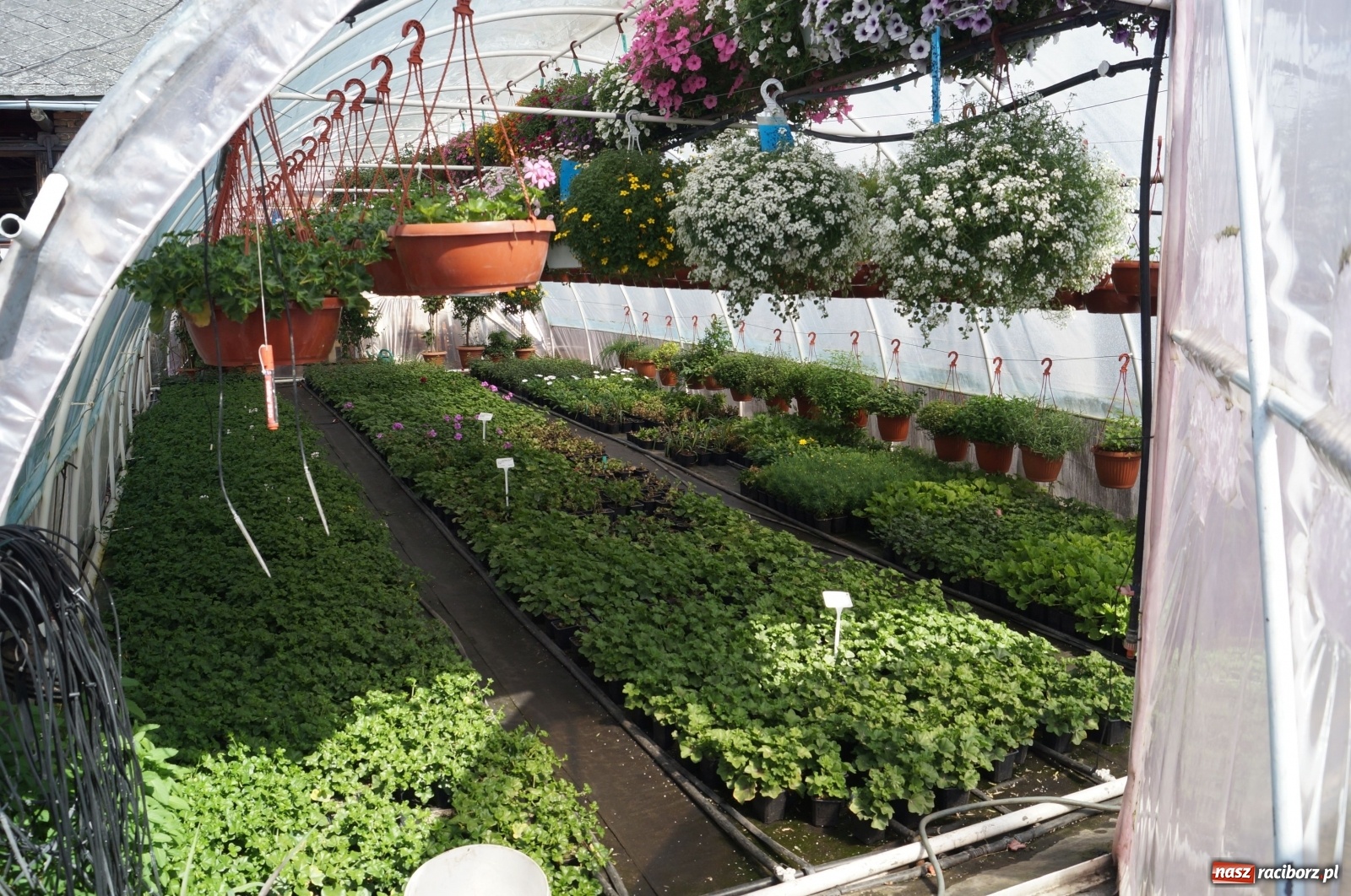 Zdjęcie w galerii na portalu naszraciborz.pl: Od 27 kwietnia PELARGONIUM rozpoczyna sprzedaż kwiatów! [FOTO ze szklarni] wiadomości z regionu