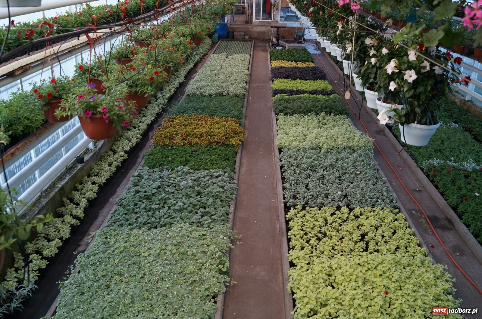 Zdjęcie w galerii na portalu naszraciborz.pl: Od 27 kwietnia PELARGONIUM rozpoczyna sprzedaż kwiatów! [FOTO ze szklarni] wiadomości z regionu