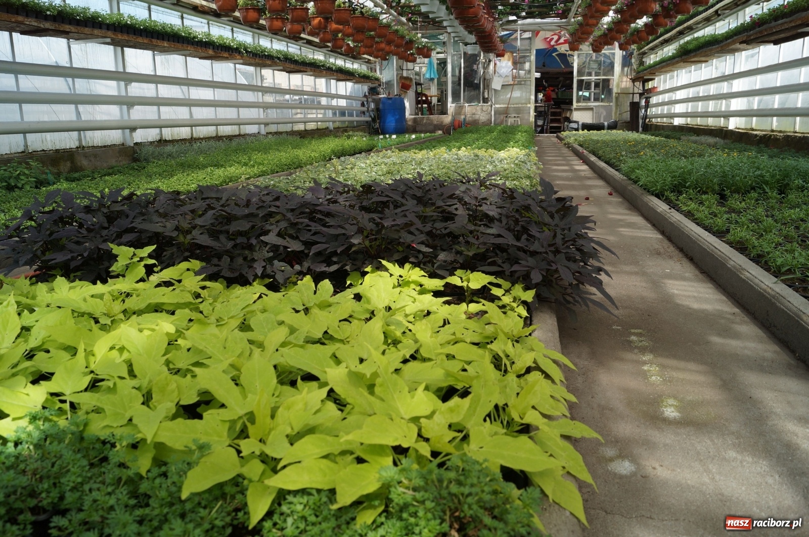 Zdjęcie w galerii na portalu naszraciborz.pl: Od 27 kwietnia PELARGONIUM rozpoczyna sprzedaż kwiatów! [FOTO ze szklarni] wiadomości z regionu
