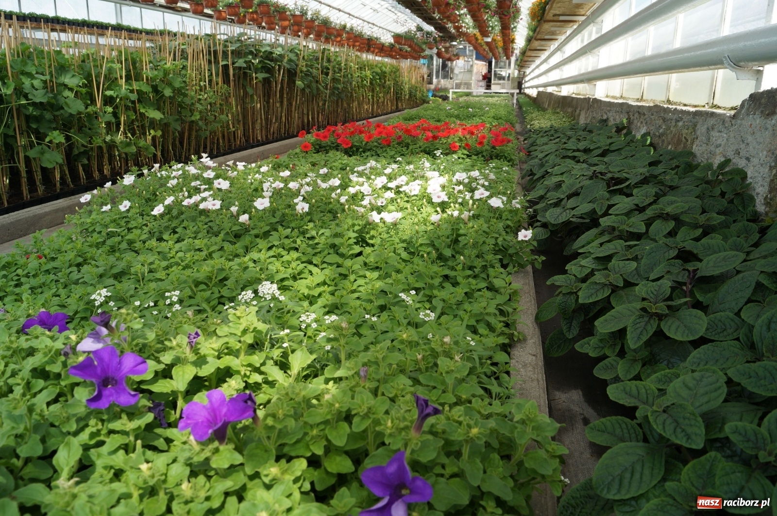 Zdjęcie w galerii na portalu naszraciborz.pl: Od 27 kwietnia PELARGONIUM rozpoczyna sprzedaż kwiatów! [FOTO ze szklarni] wiadomości z regionu