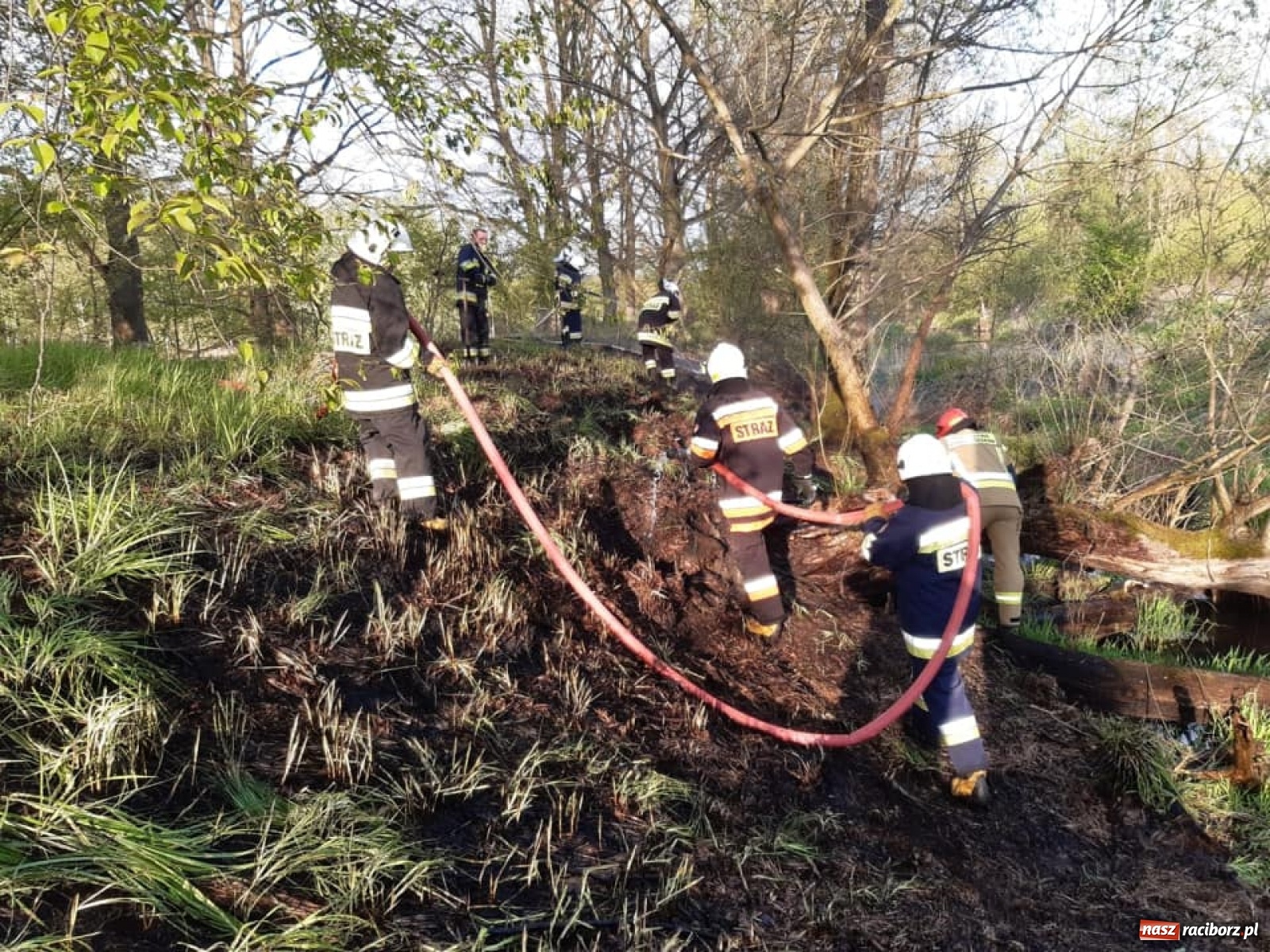 Zdjęcie w galerii na portalu naszraciborz.pl: Raport 998. Kolejny pożar traw w powiecie. Tym razem w Rudach wiadomości z regionu