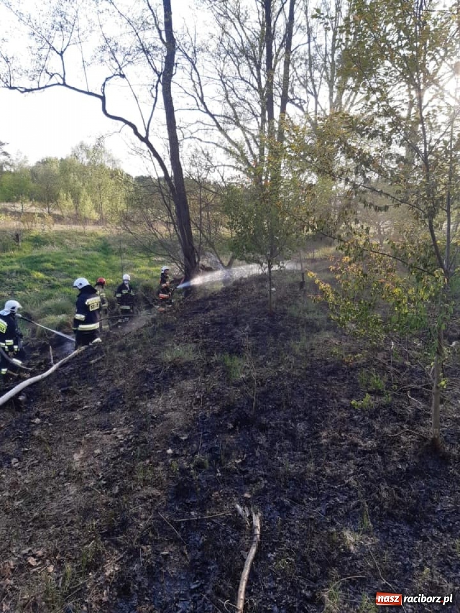 Zdjęcie w galerii na portalu naszraciborz.pl: Raport 998. Kolejny pożar traw w powiecie. Tym razem w Rudach wiadomości z regionu
