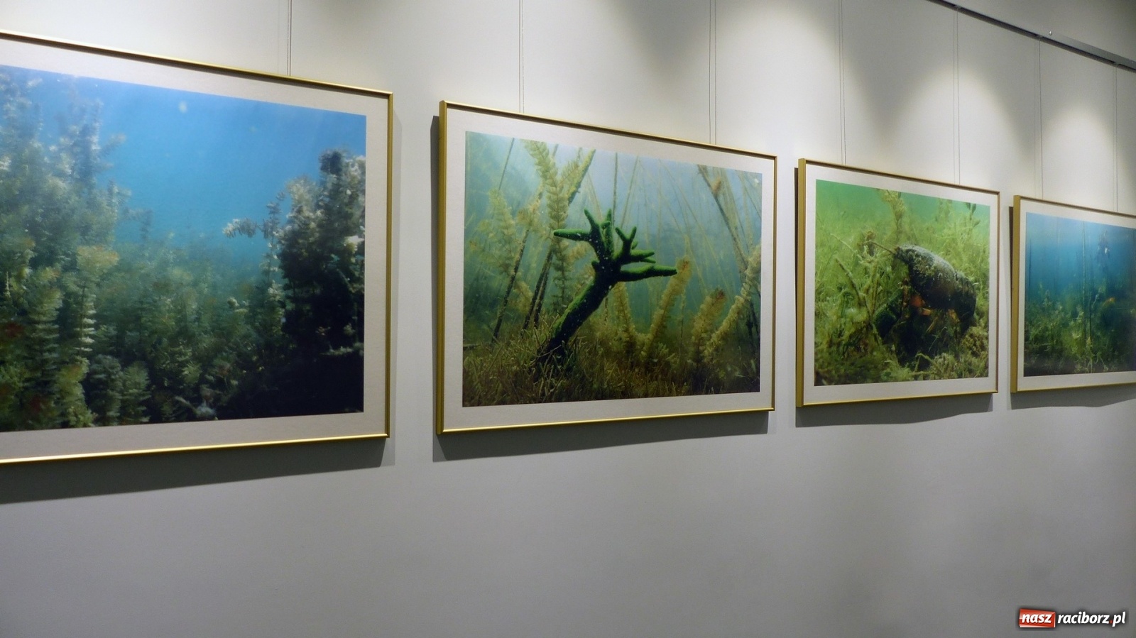 Zdjęcie w galerii na portalu naszraciborz.pl: Zasmakuj w bibliotece, czyli Ogólnopolski Tydzień Bibliotek online wiadomości z regionu