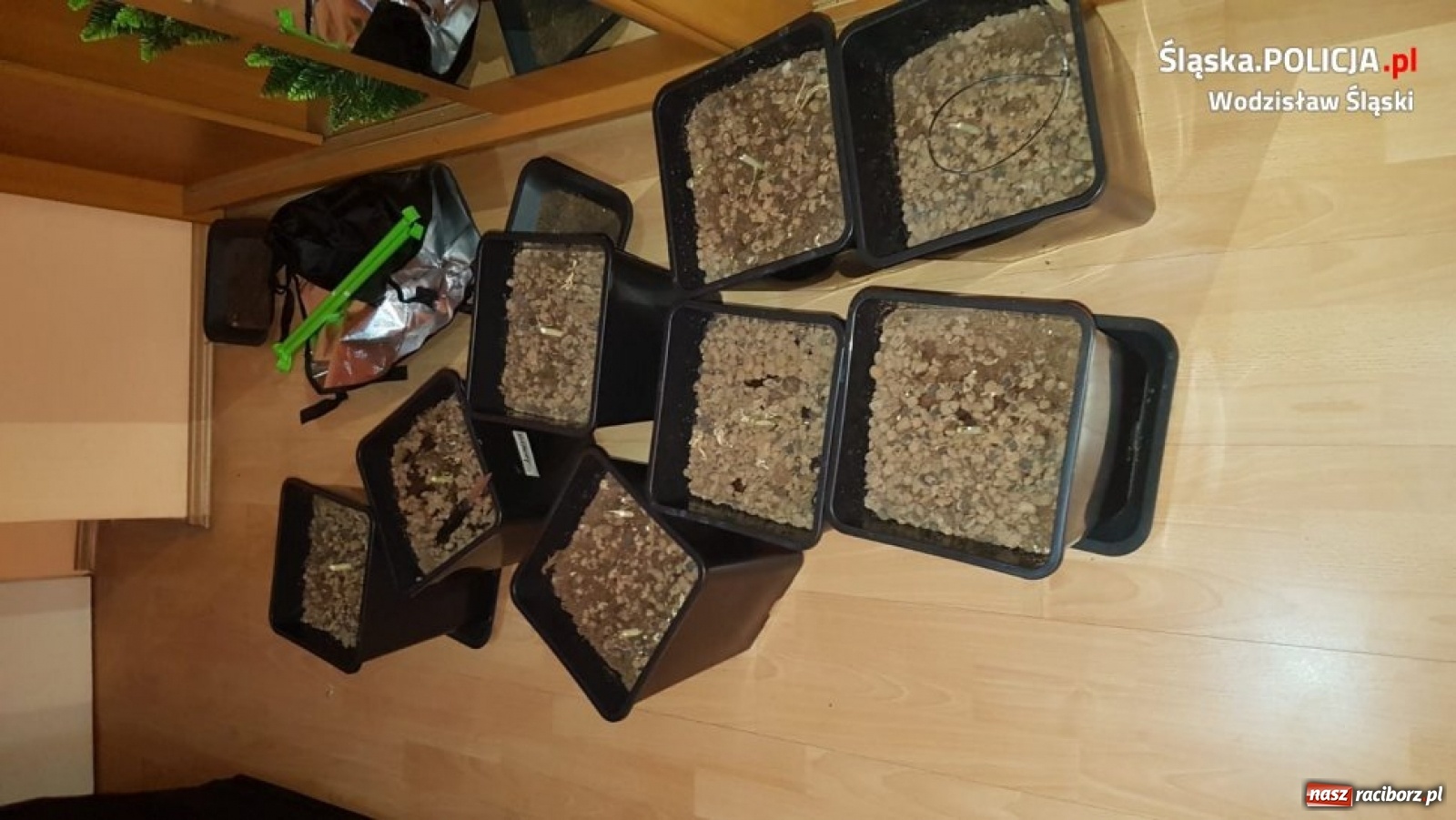 Zdjęcie w galerii na portalu naszraciborz.pl: Wpadka plantatora marihuany wiadomości z regionu