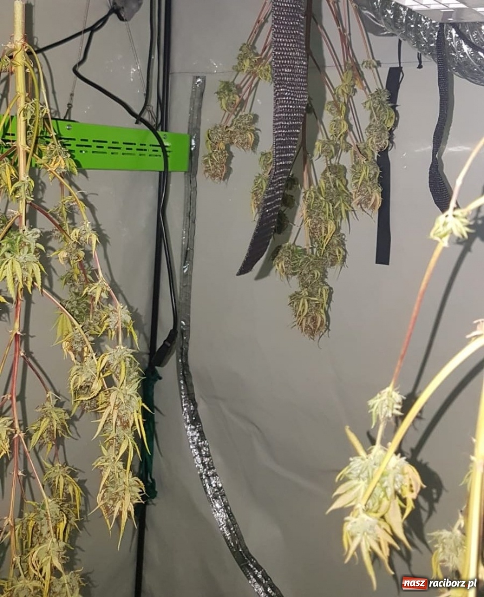 Zdjęcie w galerii na portalu naszraciborz.pl: Wpadka plantatora marihuany wiadomości z regionu