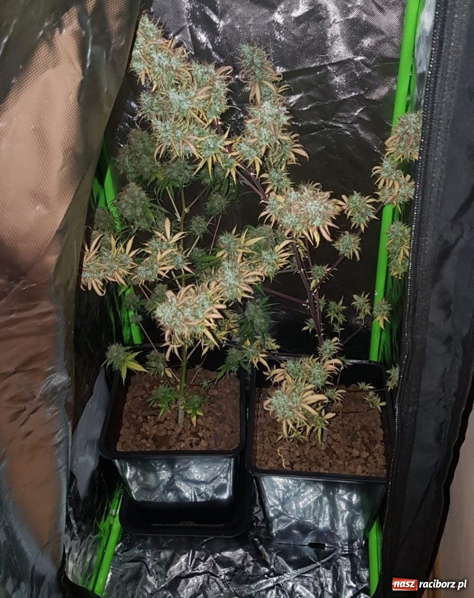 Zdjęcie w galerii na portalu naszraciborz.pl: Wpadka plantatora marihuany wiadomości z regionu