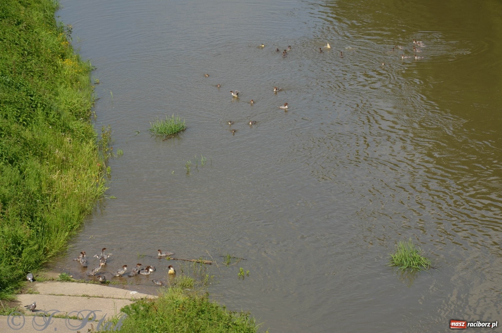 Zdjęcie w galerii na portalu naszraciborz.pl: W Odrze miejskiej znów dużo wody. Co zdecydowało? [FOTO]  wiadomości z regionu