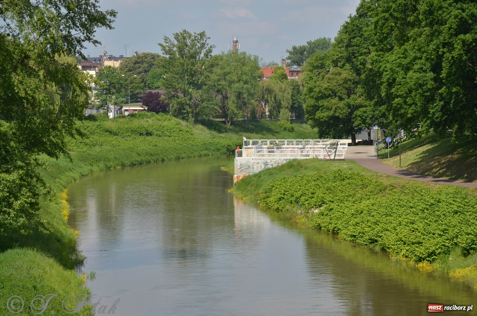 Zdjęcie w galerii na portalu naszraciborz.pl: W Odrze miejskiej znów dużo wody. Co zdecydowało? [FOTO]  wiadomości z regionu