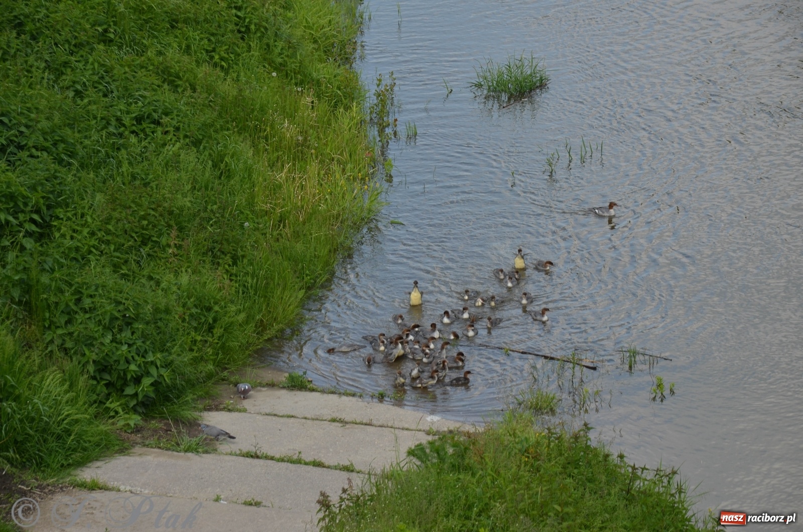 Zdjęcie w galerii na portalu naszraciborz.pl: W Odrze miejskiej znów dużo wody. Co zdecydowało? [FOTO]  wiadomości z regionu