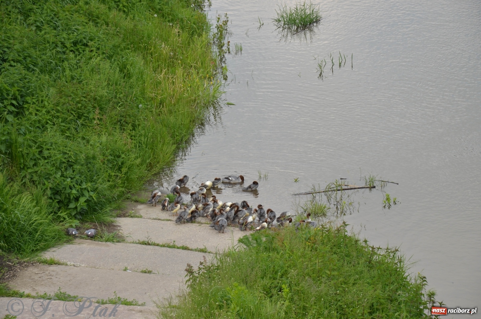 Zdjęcie w galerii na portalu naszraciborz.pl: W Odrze miejskiej znów dużo wody. Co zdecydowało? [FOTO]  wiadomości z regionu