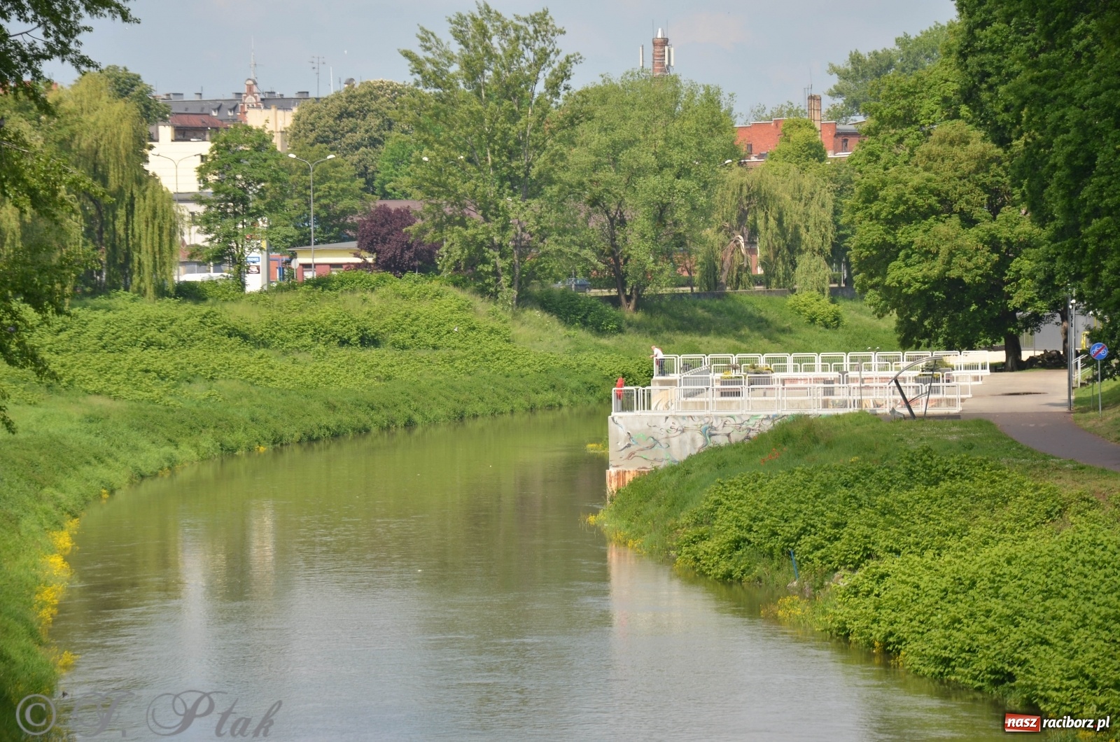 Zdjęcie w galerii na portalu naszraciborz.pl: W Odrze miejskiej znów dużo wody. Co zdecydowało? [FOTO]  wiadomości z regionu