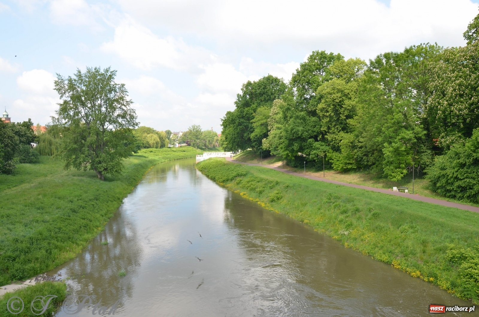 Zdjęcie w galerii na portalu naszraciborz.pl: W Odrze miejskiej znów dużo wody. Co zdecydowało? [FOTO]  wiadomości z regionu