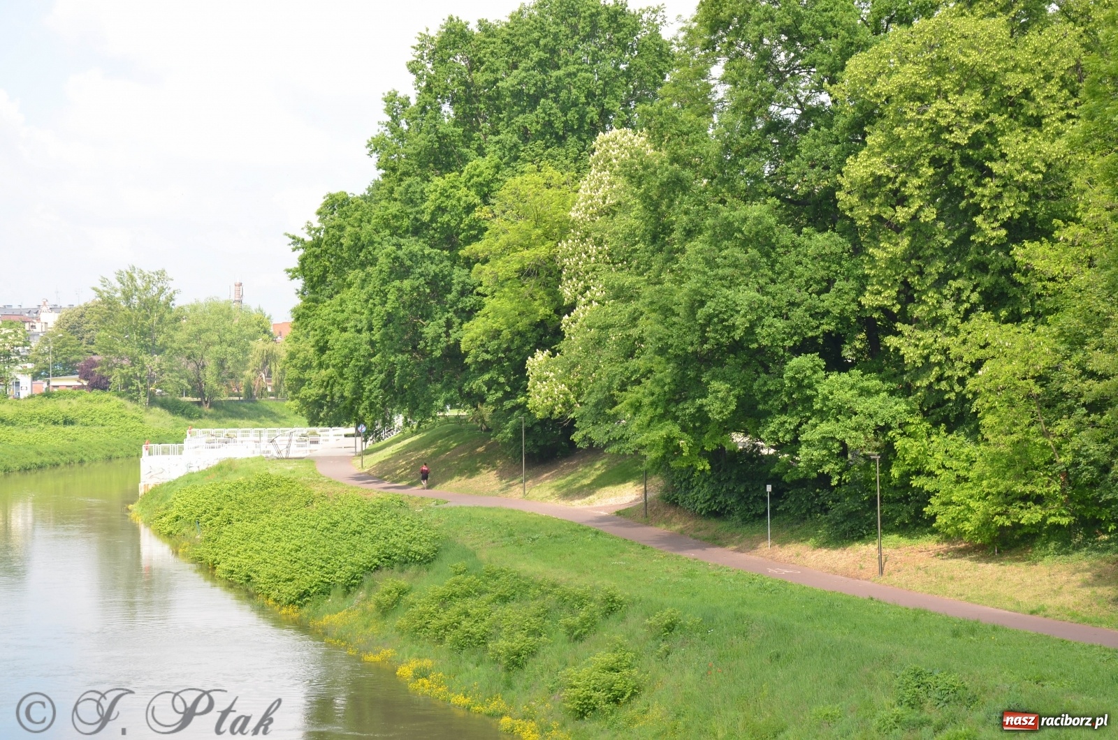 Zdjęcie w galerii na portalu naszraciborz.pl: W Odrze miejskiej znów dużo wody. Co zdecydowało? [FOTO]  wiadomości z regionu