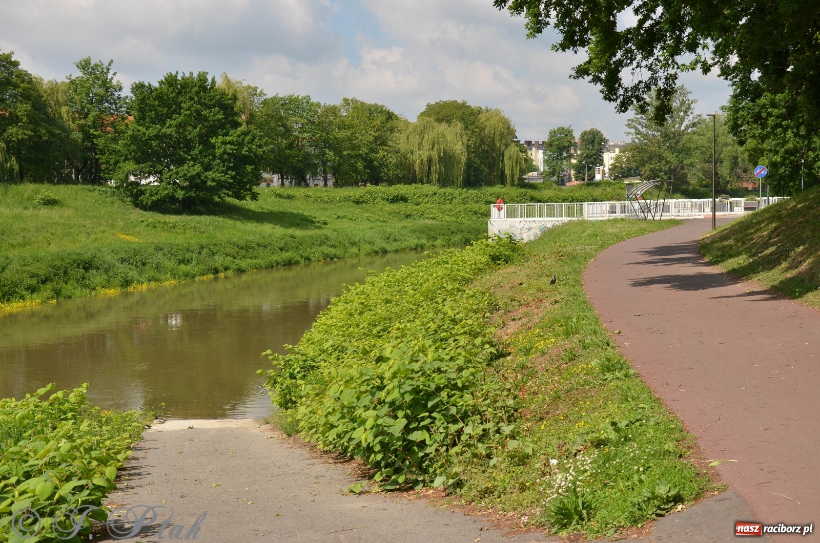 Zdjęcie w galerii na portalu naszraciborz.pl: W Odrze miejskiej znów dużo wody. Co zdecydowało? [FOTO]  wiadomości z regionu