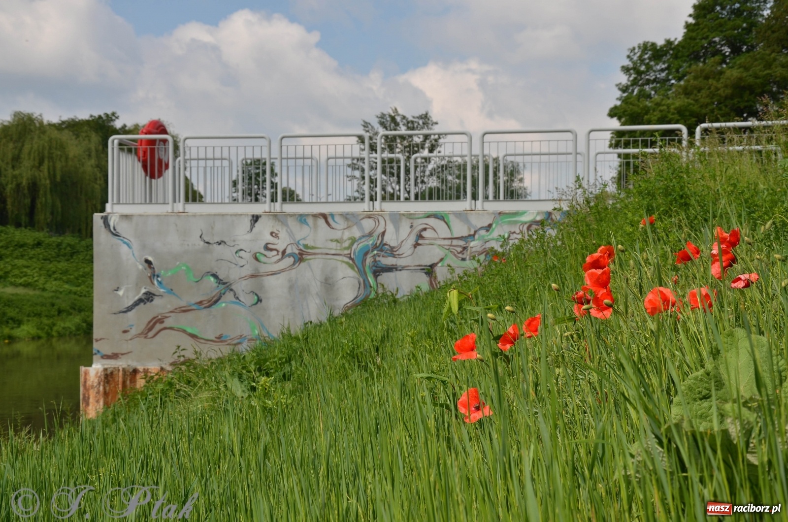 Zdjęcie w galerii na portalu naszraciborz.pl: W Odrze miejskiej znów dużo wody. Co zdecydowało? [FOTO]  wiadomości z regionu