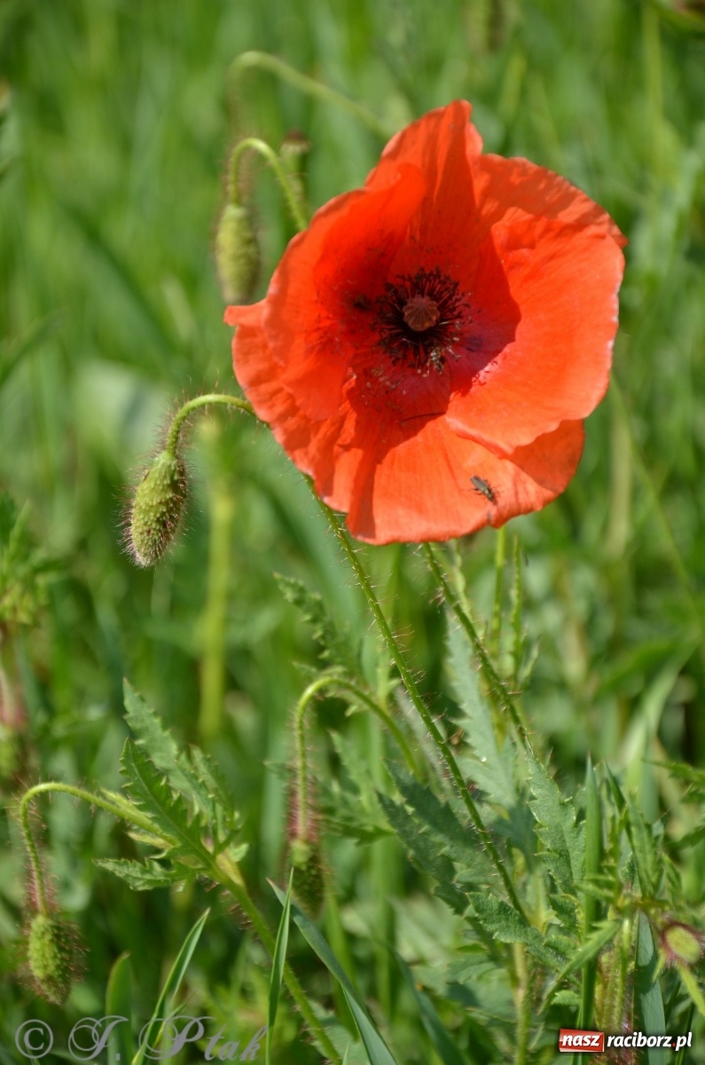 Zdjęcie w galerii na portalu naszraciborz.pl: W Odrze miejskiej znów dużo wody. Co zdecydowało? [FOTO]  wiadomości z regionu