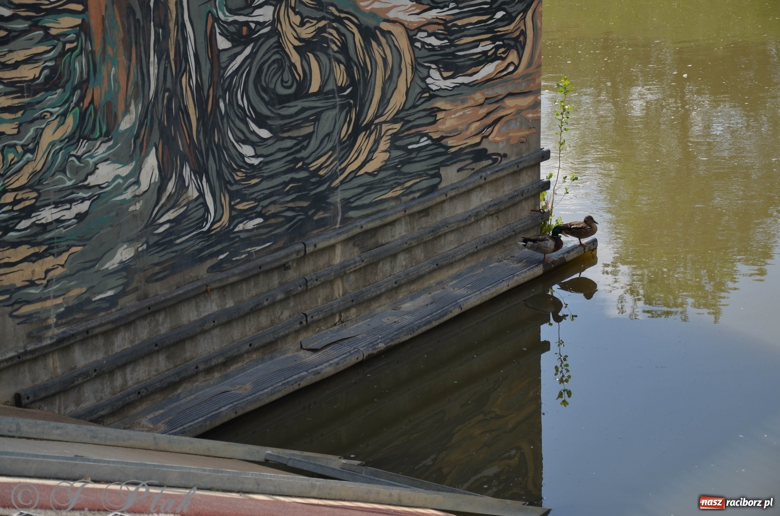 Zdjęcie w galerii na portalu naszraciborz.pl: W Odrze miejskiej znów dużo wody. Co zdecydowało? [FOTO]  wiadomości z regionu