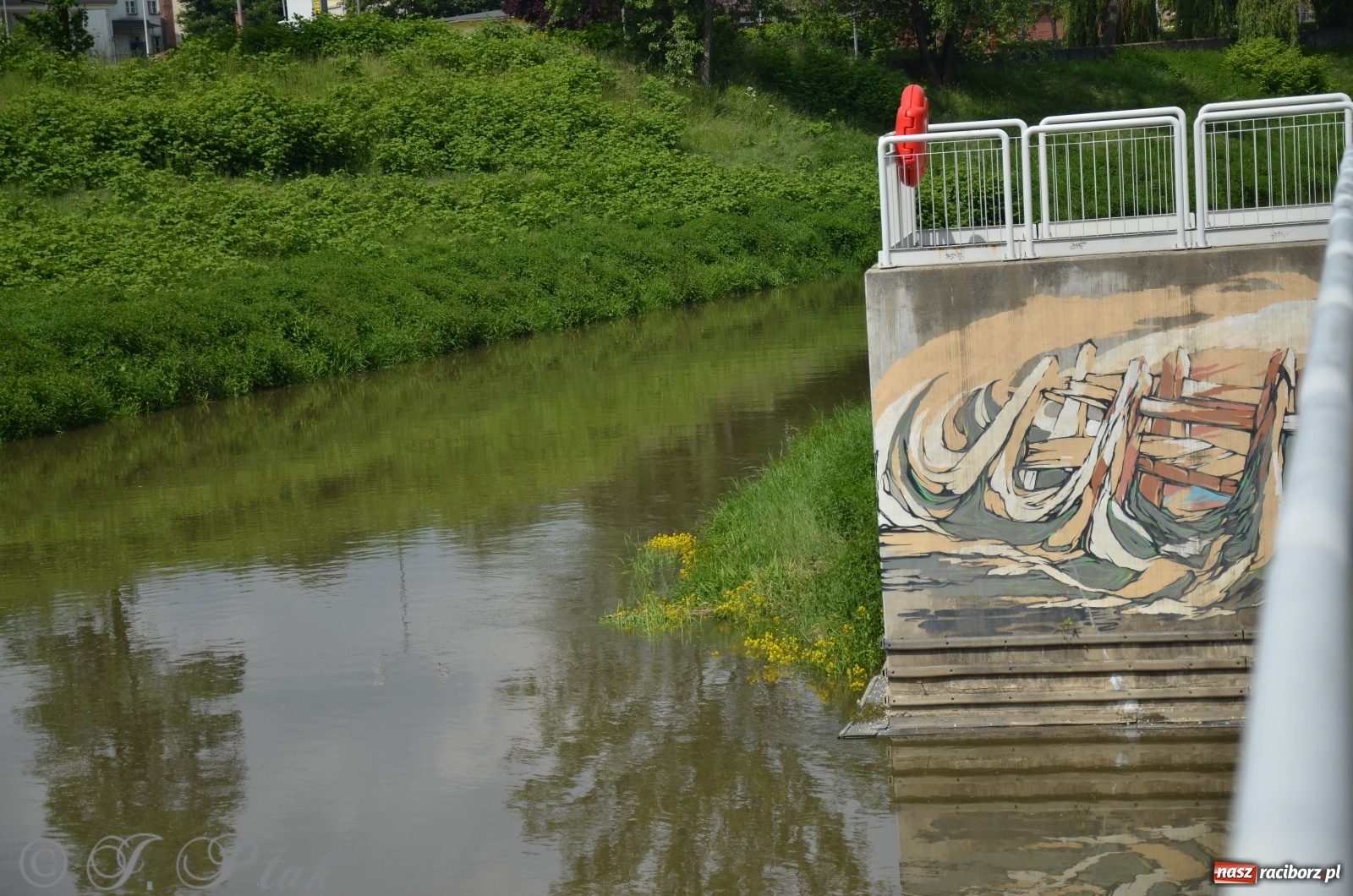 Zdjęcie w galerii na portalu naszraciborz.pl: W Odrze miejskiej znów dużo wody. Co zdecydowało? [FOTO]  wiadomości z regionu
