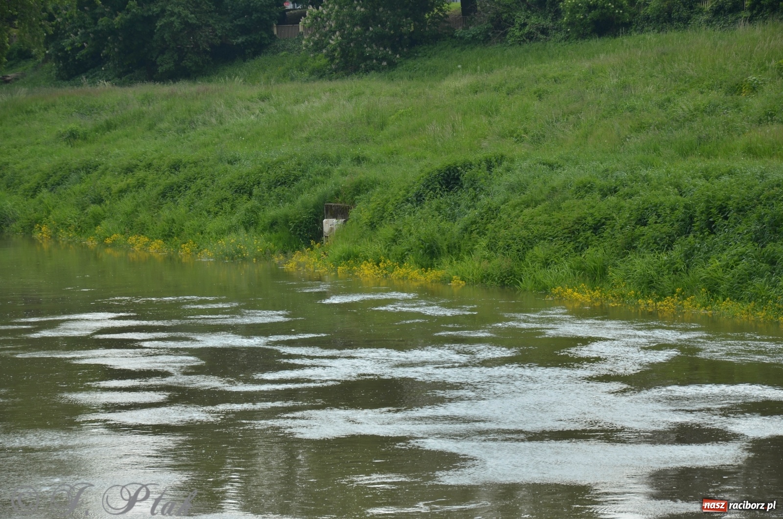 Zdjęcie w galerii na portalu naszraciborz.pl: W Odrze miejskiej znów dużo wody. Co zdecydowało? [FOTO]  wiadomości z regionu