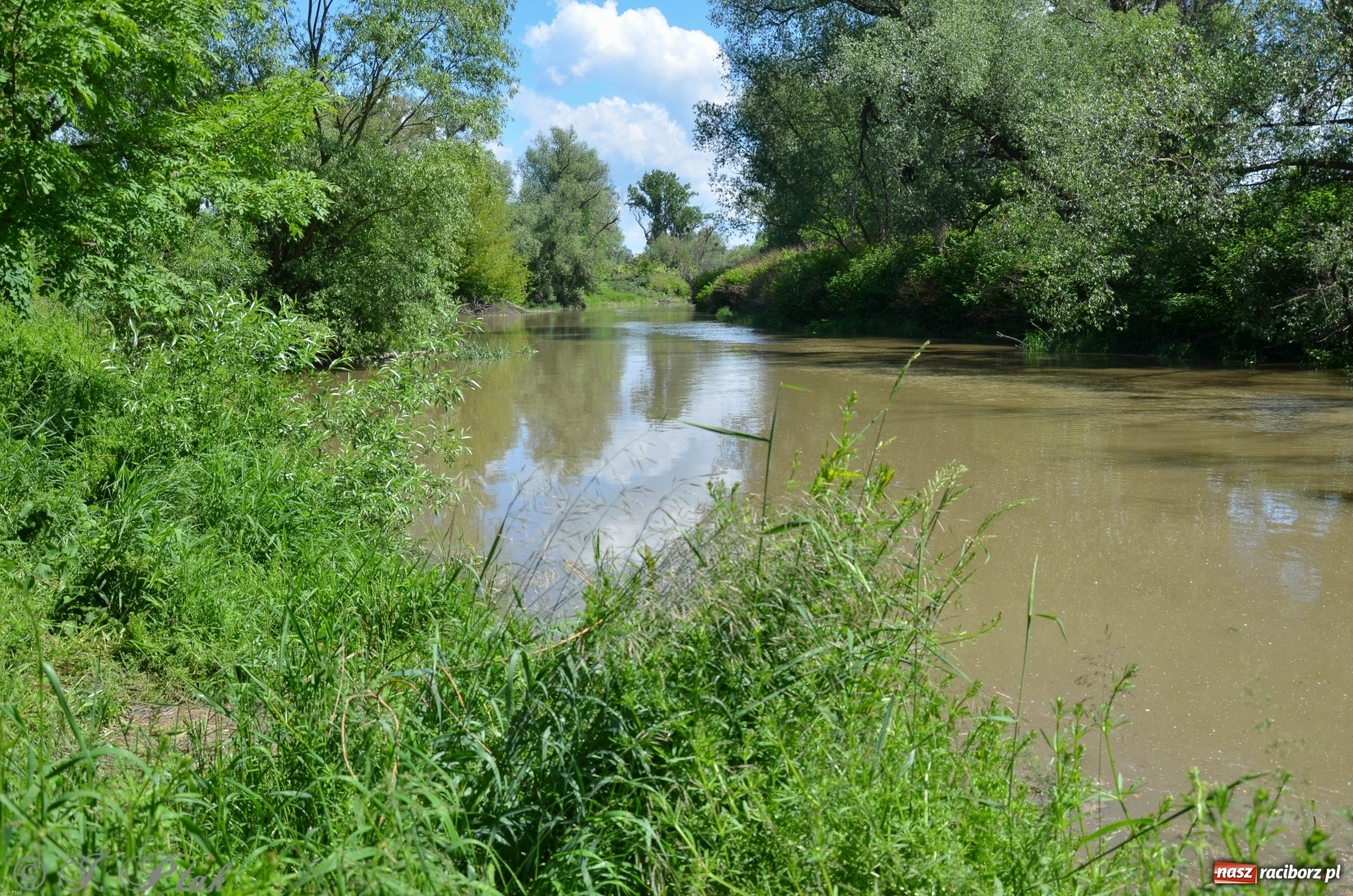 Zdjęcie w galerii na portalu naszraciborz.pl: Odra przekroczyła w Miedoni stan ostrzegawczy [FOTO] wiadomości z regionu