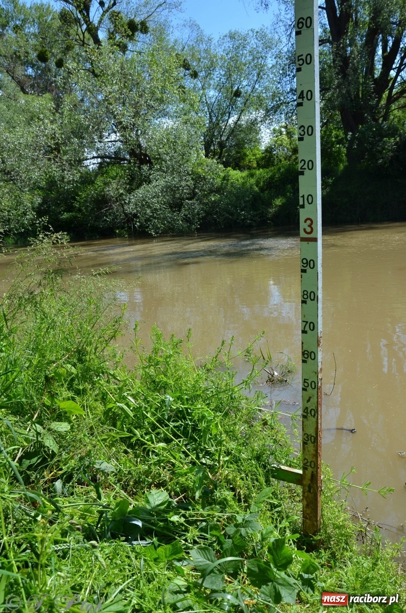 Zdjęcie w galerii na portalu naszraciborz.pl: Odra przekroczyła w Miedoni stan ostrzegawczy [FOTO] wiadomości z regionu