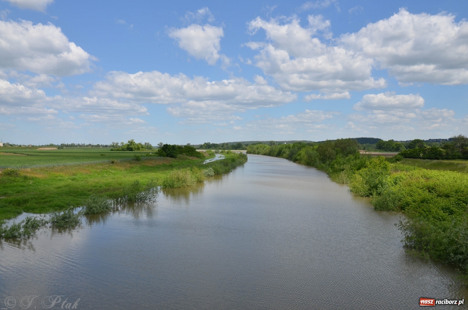 Zdjęcie w galerii na portalu naszraciborz.pl: Odra przekroczyła w Miedoni stan ostrzegawczy [FOTO] wiadomości z regionu