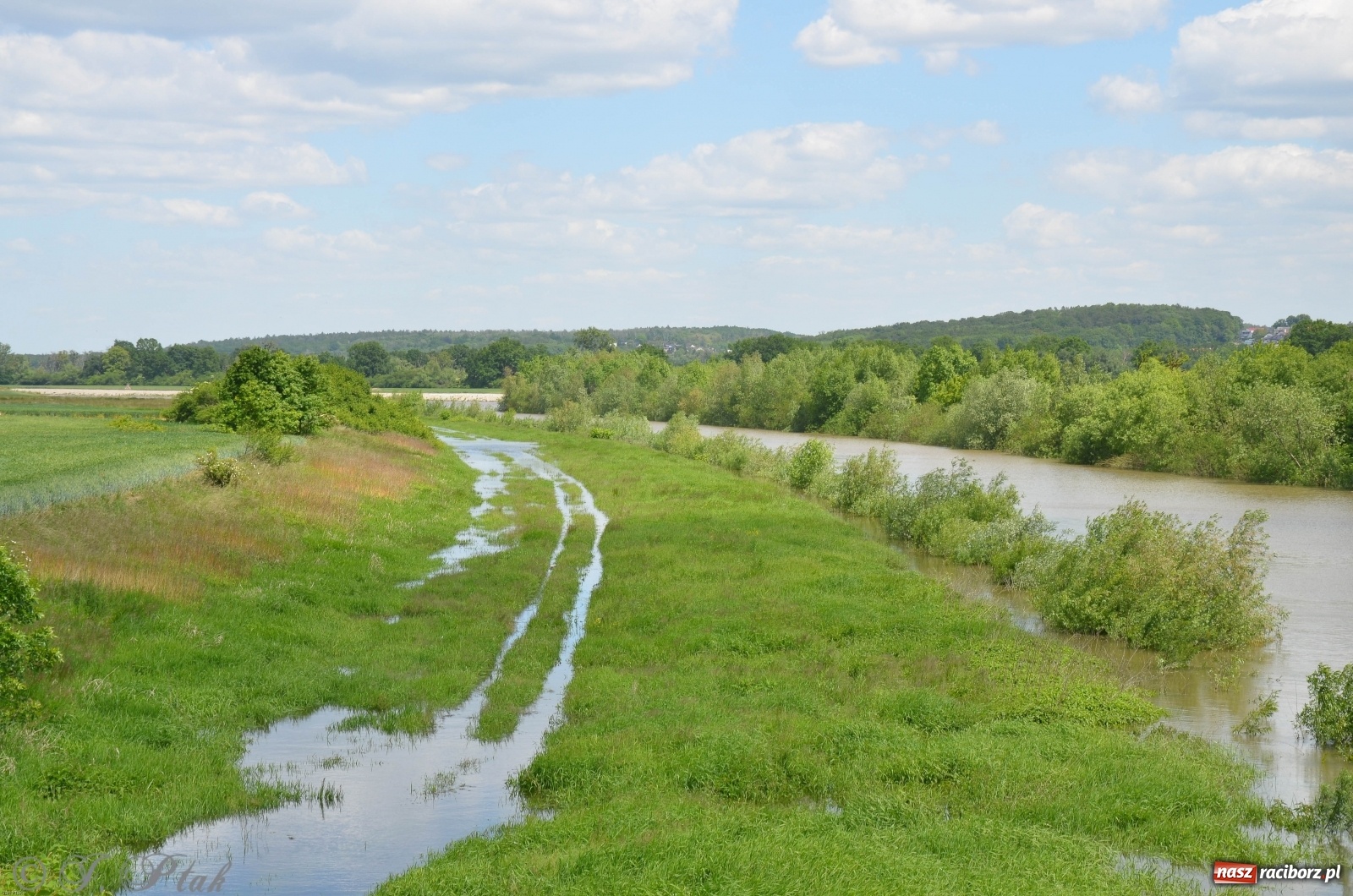 Zdjęcie w galerii na portalu naszraciborz.pl: Odra przekroczyła w Miedoni stan ostrzegawczy [FOTO] wiadomości z regionu