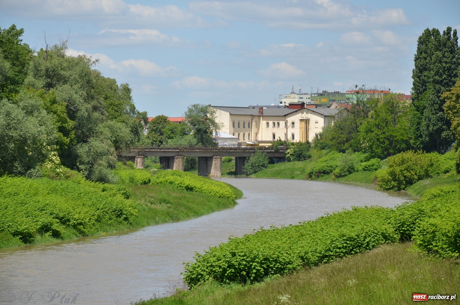 Zdjęcie w galerii na portalu naszraciborz.pl: Odra przekroczyła w Miedoni stan ostrzegawczy [FOTO] wiadomości z regionu