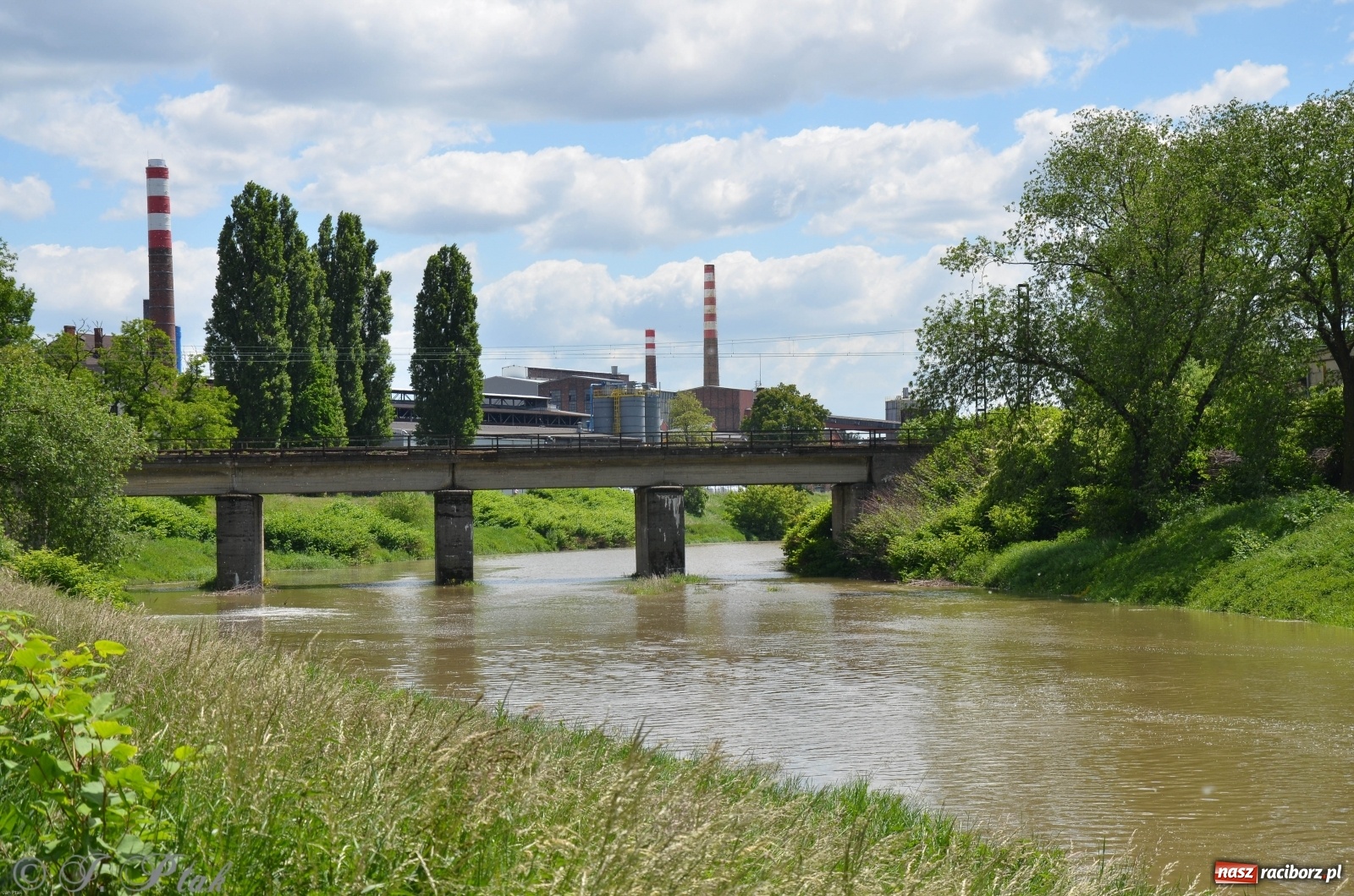 Zdjęcie w galerii na portalu naszraciborz.pl: Odra przekroczyła w Miedoni stan ostrzegawczy [FOTO] wiadomości z regionu