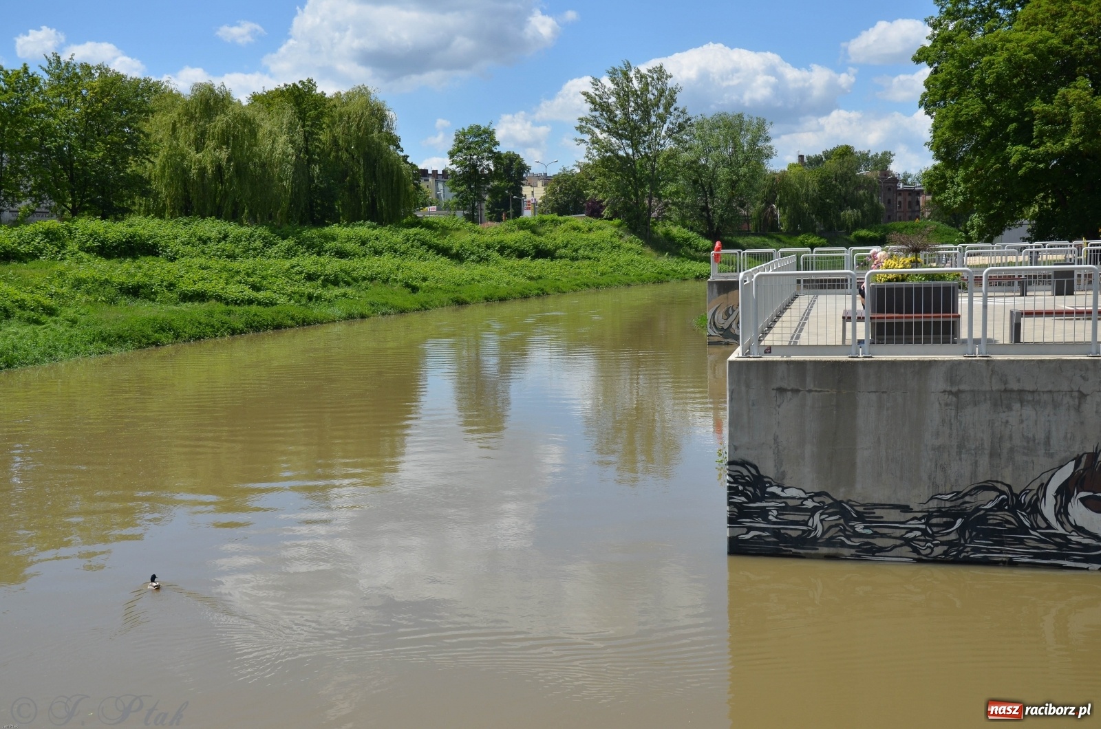 Zdjęcie w galerii na portalu naszraciborz.pl: Odra przekroczyła w Miedoni stan ostrzegawczy [FOTO] wiadomości z regionu