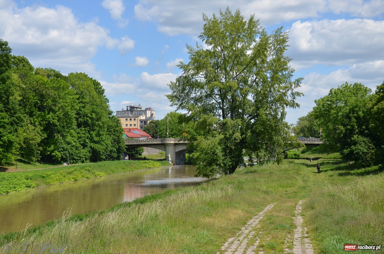 Zdjęcie w galerii na portalu naszraciborz.pl: Odra przekroczyła w Miedoni stan ostrzegawczy [FOTO] wiadomości z regionu