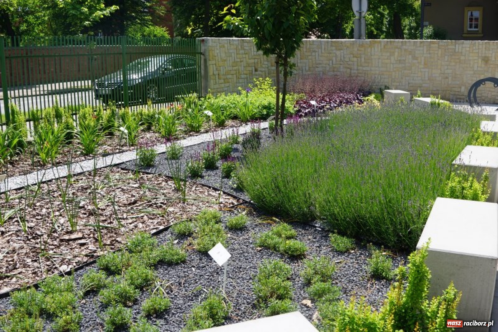 Zdjęcie w galerii na portalu naszraciborz.pl: W czwartek otwarcie Parku Jordanowskiego wiadomości z regionu