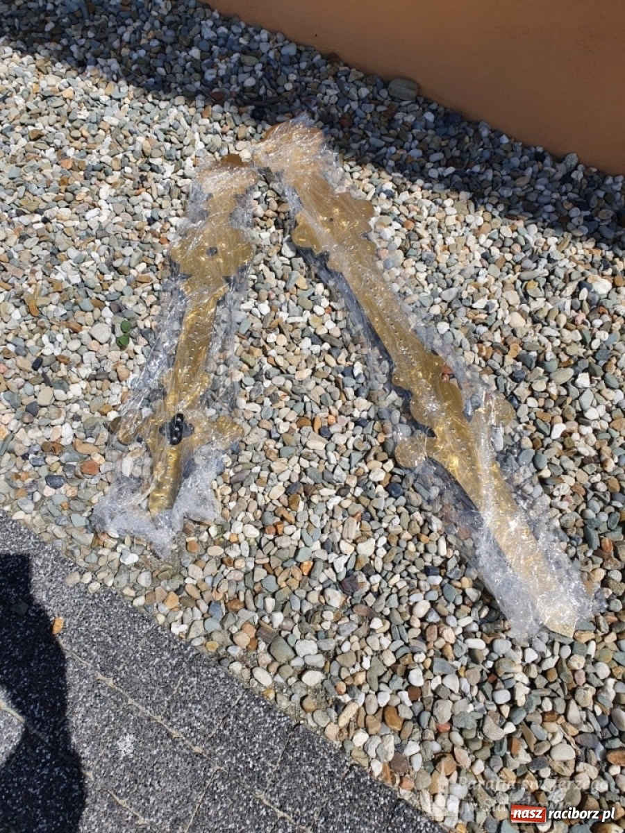 Zdjęcie w galerii na portalu naszraciborz.pl: Zegar darem dla sławikowskiej parafii na 25-lecie święceń kapłańskich wiadomości z regionu