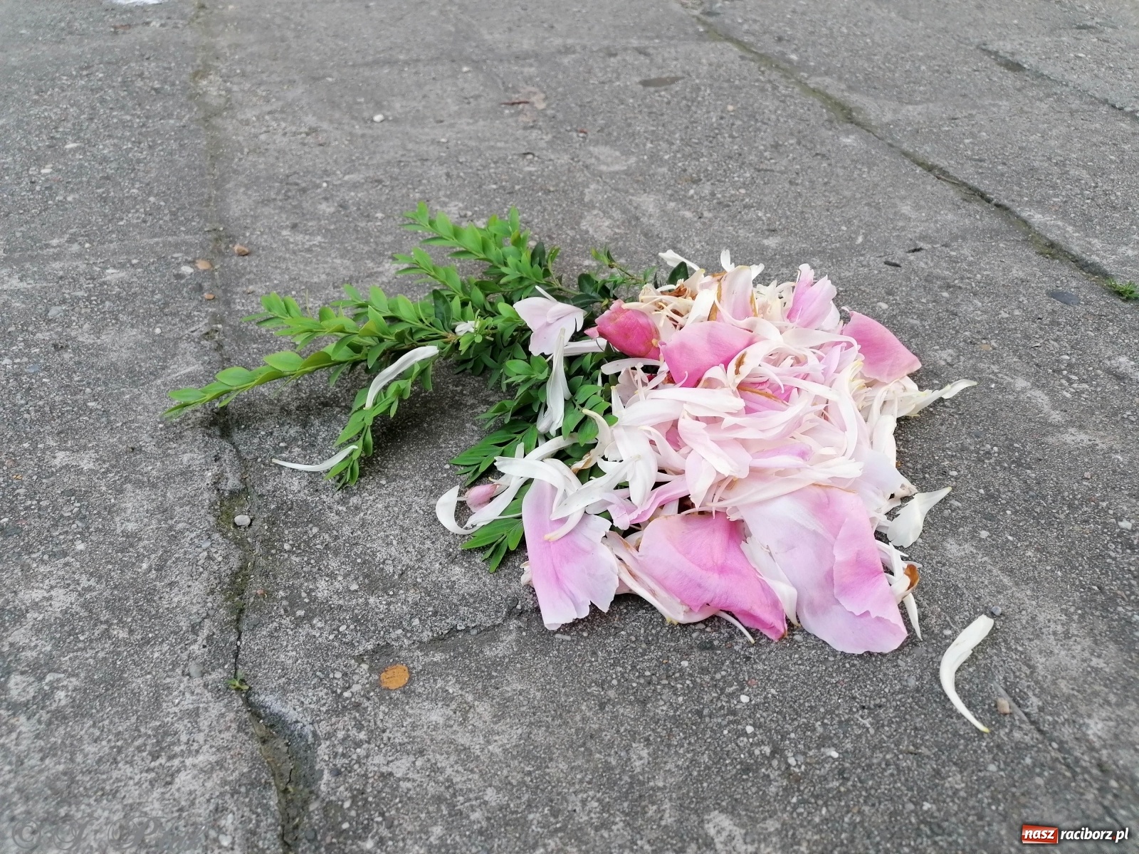 Zdjęcie w galerii na portalu naszraciborz.pl: Tak dziś przeżywano Boże Ciało w parafii Najświętszego Serca Pana Jezusa [FOTO i WIDEO]  wiadomości z regionu