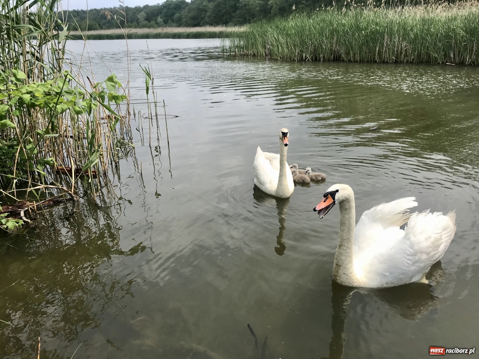 Zdjęcie w galerii na portalu naszraciborz.pl: RCT zaprasza na wędrówki po ziemi raciborskiej  wiadomości z regionu
