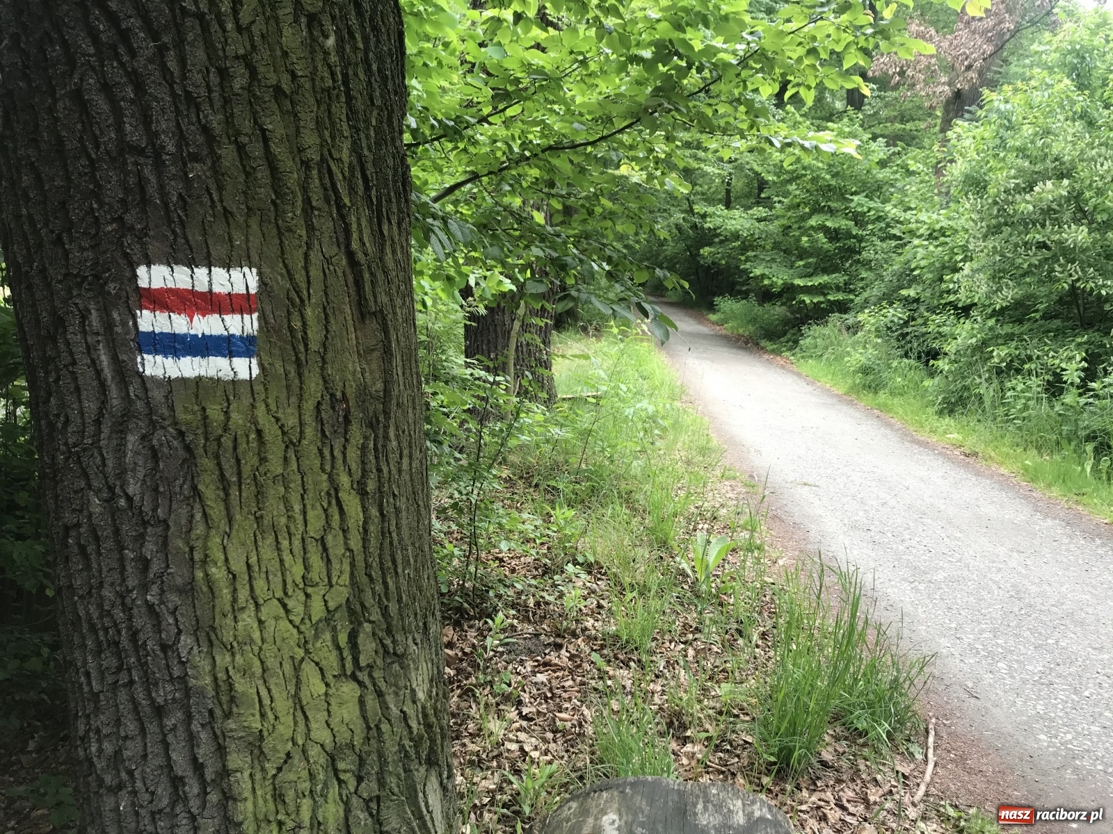 Zdjęcie w galerii na portalu naszraciborz.pl: RCT zaprasza na wędrówki po ziemi raciborskiej  wiadomości z regionu