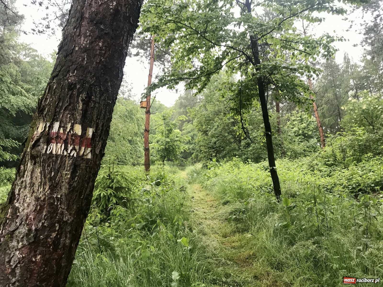 Zdjęcie w galerii na portalu naszraciborz.pl: RCT zaprasza na wędrówki po ziemi raciborskiej  wiadomości z regionu