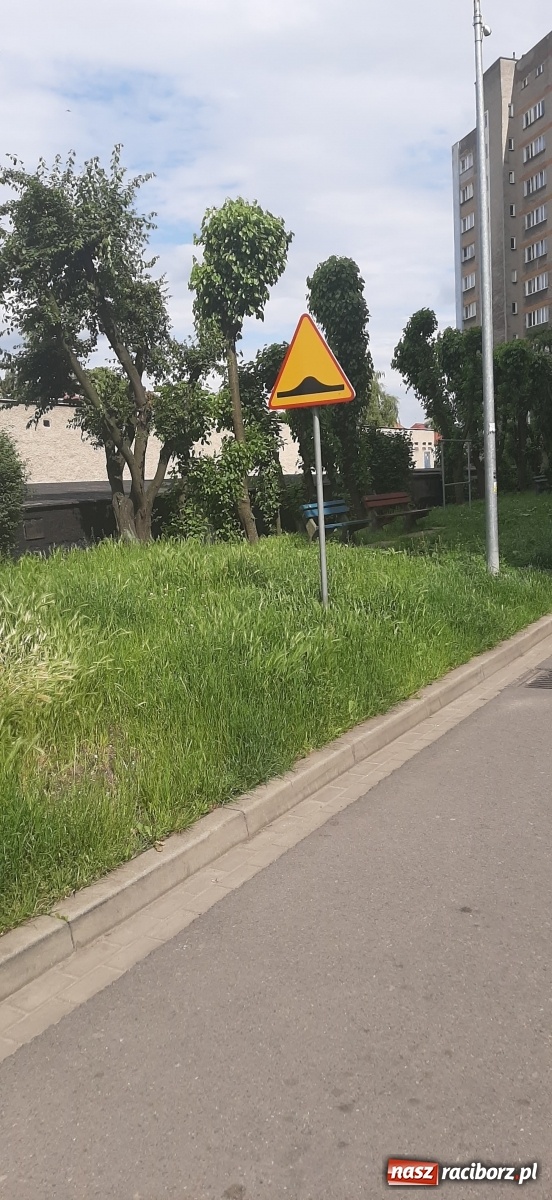 Zdjęcie w galerii na portalu naszraciborz.pl: Racibórz zarasta trawami. Akurat! Oto stanowisko Urzędu Miasta  wiadomości z regionu