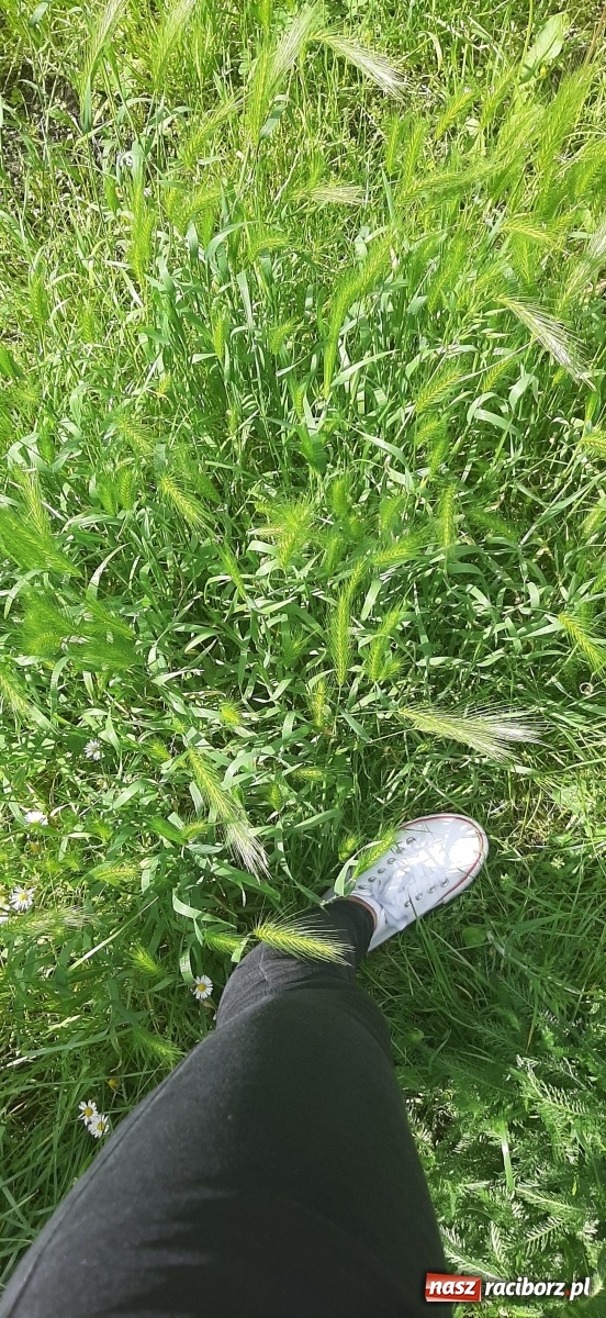 Zdjęcie w galerii na portalu naszraciborz.pl: Racibórz zarasta trawami. Akurat! Oto stanowisko Urzędu Miasta  wiadomości z regionu