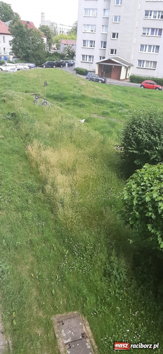 Zdjęcie w galerii na portalu naszraciborz.pl: Racibórz zarasta trawami. Akurat! Oto stanowisko Urzędu Miasta  wiadomości z regionu